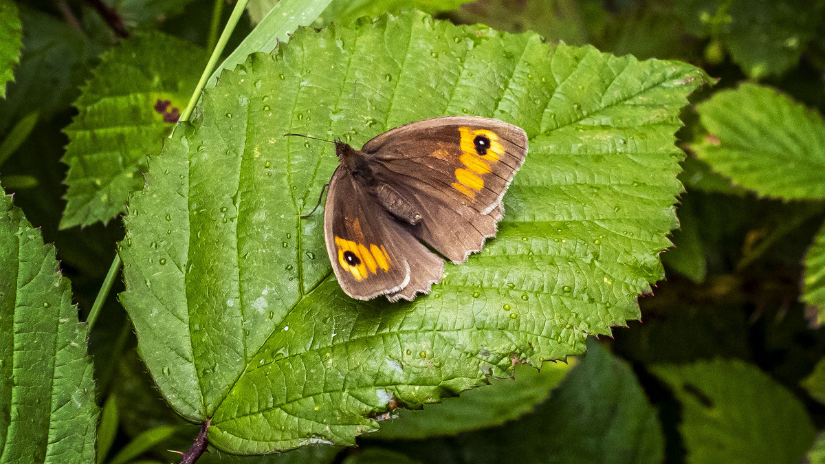 Meadow Brown Butterfly